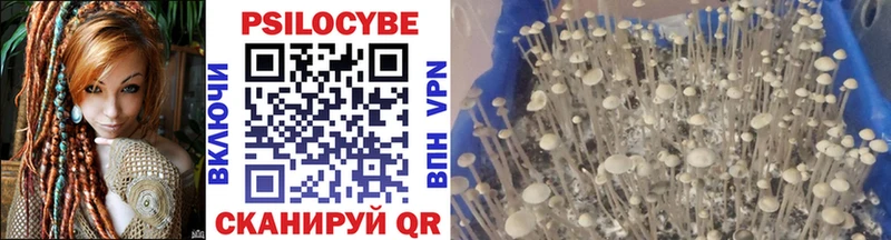 что такое наркотик  Елизово  Псилоцибиновые грибы Psilocybe 