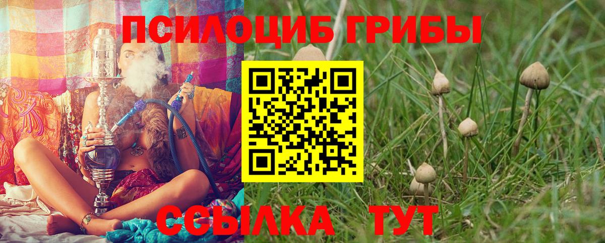 Псилоцибиновые грибы Cubensis Елизово